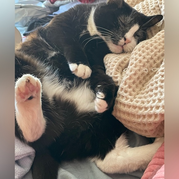 Mimi wants all the pretty things. - Picture 2 of 3